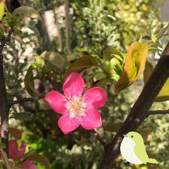 花梨の画像 by ayakazumamaさん | 小さな庭とかりんの花と花梨と小さい庭と庭の花とお庭のお花と春の訪れと笑顔の源と頑張れとカリンの花と緑がある暮らしと花梨＊と花のある暮らし