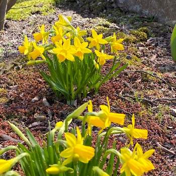 ミニ水仙の画像 by モンゴメリーさん | 広い庭とミニ水仙と春のお花と感動！とお顔がこんにちはと春の訪れと緑のある暮らしと元気もらえると可愛い〜♡と小さな幸せ♡と黄色の花と早春の花と花のある暮らしと春が来た