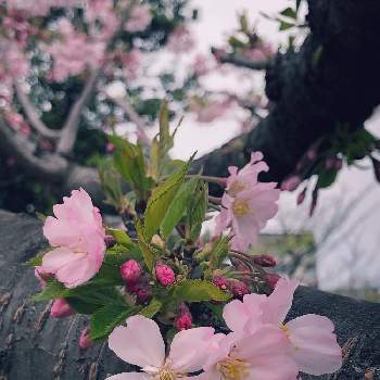 コヒガンザクラの画像 by ゆーゆさん | お出かけ先とコヒガンザクラとオフコースつながりと桜フォトコン2022と桜(さくら)リレーと平和を願うと白い花大好きと武器ではなく花を