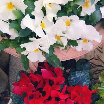 冬のお花の画像 by スイトピー好きさん | 玄関とガーデンシクラメンとパンジーと沢山のお花と春のお花と癒される♡と赤いお花と切り花を楽しむと白が綺麗と丸くて可愛いとピンク系のお花と優しい色と花びらが可愛いと冬のお花