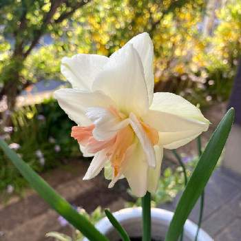春待ちの画像 by takaさん | 小さな庭と水仙と癒しとおうち園芸と球根と春待ちとガーデニングと花のある暮らしと原種系