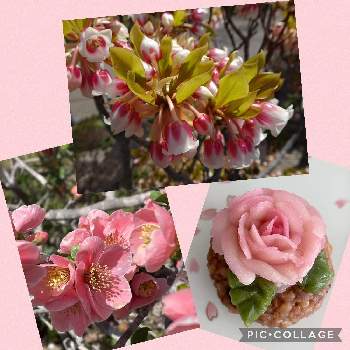ボケの花♡の画像 by Annさん | お出かけ先とピンク❤︎ピンクと春が来たとボケの花♡とピンクのお花とホンコンドウダンツツジ・ピンクシャンデリアとお花が可愛いとお花は癒しと花が好きとおはぎ