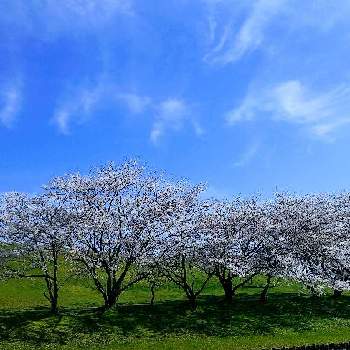 桃の花☆の画像 by るさぽんさん | お出かけ先とソメイヨシノと桃の花と雲仲間と散歩と桃の花☆とさくらと青空