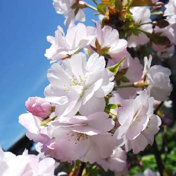 いやしの画像 by kさん | 小さな庭と旭山桜といやしと桜フォトコン2022とはるが来た！とげんきもらえますと成長に期待と静岡県