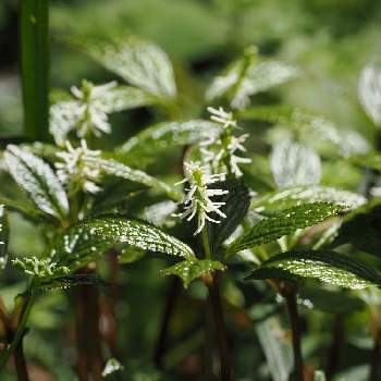 センリョウ科の投稿画像一覧 Greensnap グリーンスナップ