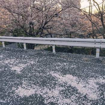 広島県の画像 by ＊アビー & シュガー＊さん | サクラと家の前と広島県と福山市