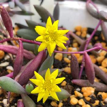 ルビーネックレスの花の投稿画像一覧 Greensnap グリーンスナップ ルビーネックレスの花の投稿画像一覧 Greensnap グリーンスナップ