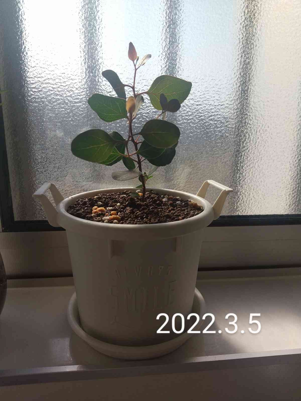 ユーカリ ポポラスの成長記録｜🍀GreenSnap（グリーンスナップ）