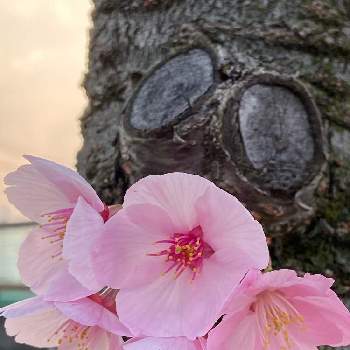 陽光桜の画像 by mocoさん | お出かけ先と陽光桜と公園でとスマホ撮影とピンクの花とさくら 桜 サクラとお花見と花が好き