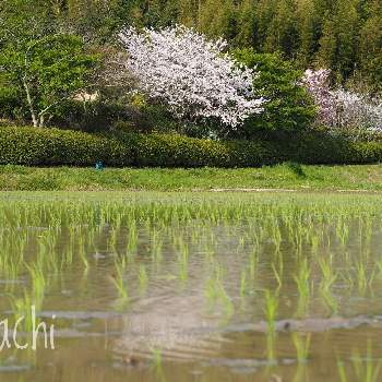 水のある風景の画像 by sachiさん | さくら サクラ 桜といねと最前線のあなたへと負けないで！と残したい風景と小さな希望と桜フォトコン2022とコロナに負けるな！と田んぼの風景と#最前線のあなたへと水のある風景と希望の輝きと#幸旅と今日の花便りと花のある暮らしと鈴鹿・亀山
