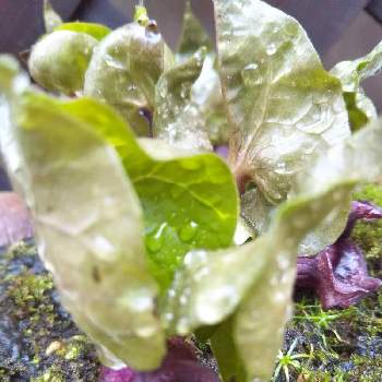 ウスバサイシンの花の投稿画像一覧 Greensnap グリーンスナップ