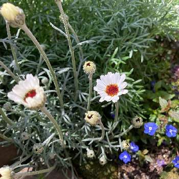 2年目の花の画像 by KKママさん | 小さな庭とベロニカ・オックスフォードブルーとローダンセマム・アフリカンアイズとローダンセマムが好きと植物のある暮らしとガーデニング初心者と2年目の花と成長記録と花のある暮らしと園芸初心者と白い花と地植えと癒しのひと時とシルバーリーフ