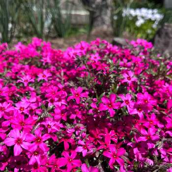 石垣の画像 by ハルさん | 小さな庭と芝桜と石垣とピンクの花と庭の花とかわいい♡と緑のある暮らしと癒され風景と花のある暮らし