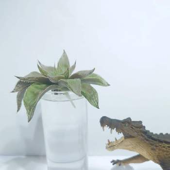 LEDの画像 by プリシラさん | 部屋とハオルチア　レツーサ？と多肉植物と白の日と発根と水耕栽培と恐竜とLED