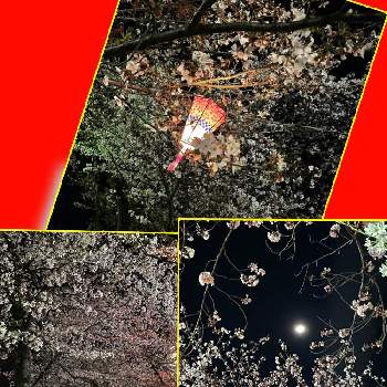 素敵♡の画像 by あやりんさん | お出かけ先と桜 さくらとステキ✨ととても神秘的な夜桜♡と春ですね♡と素敵♡と綺麗♡とカワイイ桜