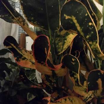 石垣島の画像 by ほらぺさん | 窓辺とクロトンと観葉植物と石垣島とニューフェイスと南国植物と緑のある暮らし
