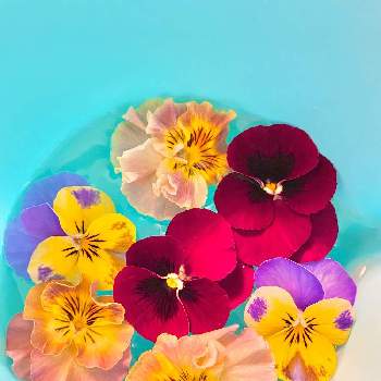お部屋に花をの画像 by トマトさん | 花手水と水色とビオラ・パンジーとフローティングフラワーとお部屋に花をと医療従事者に感謝