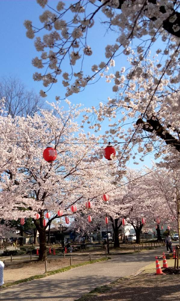 高崎公園 のお花見 Greensnap グリーンスナップ