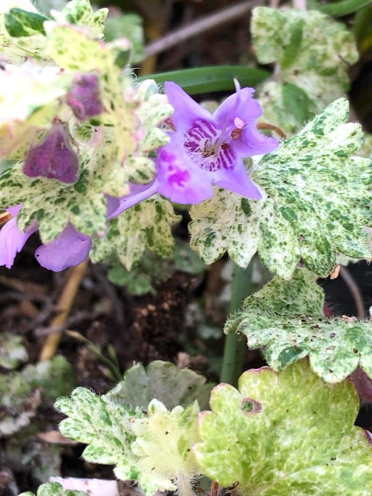 グレコマ ホワイトマーブルの投稿画像 By まつりかさん 小さな庭とカラーリーフとかわいい雑草とグランドカバー プランツとおうち園芸と耐寒性多年草と小さな花と葉っぱ好きとカラーリーフとかわいい雑草とグランドカバープランツとおうち園芸と耐寒性多年草と小さな花と