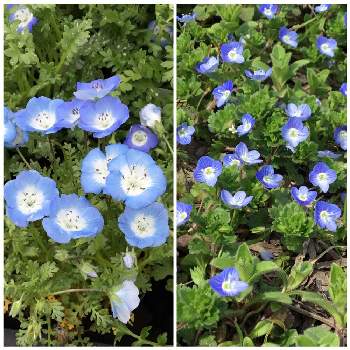 瑠璃唐草の投稿画像一覧 Greensnap グリーンスナップ