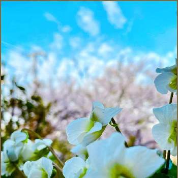 アメリカスミレ・サイシンの画像 by ✴︎Ｃｈｉｅ✴︎さん | アメリカスミレ・サイシンとさくら サクラ 桜と我が家の花達とスミレ科と山野草と満開と美しい樹木と春の訪れとさくら 桜 サクラと多年草と美しいと在来種とアメリカスミレ　サイシンとスプリングエフェメラルと植物を愛でると薬用植物と落葉広葉高木と青空とバラ科サクラ属と桜フォトコン2022と白いスミレと世界平和と全てに祈りを♪