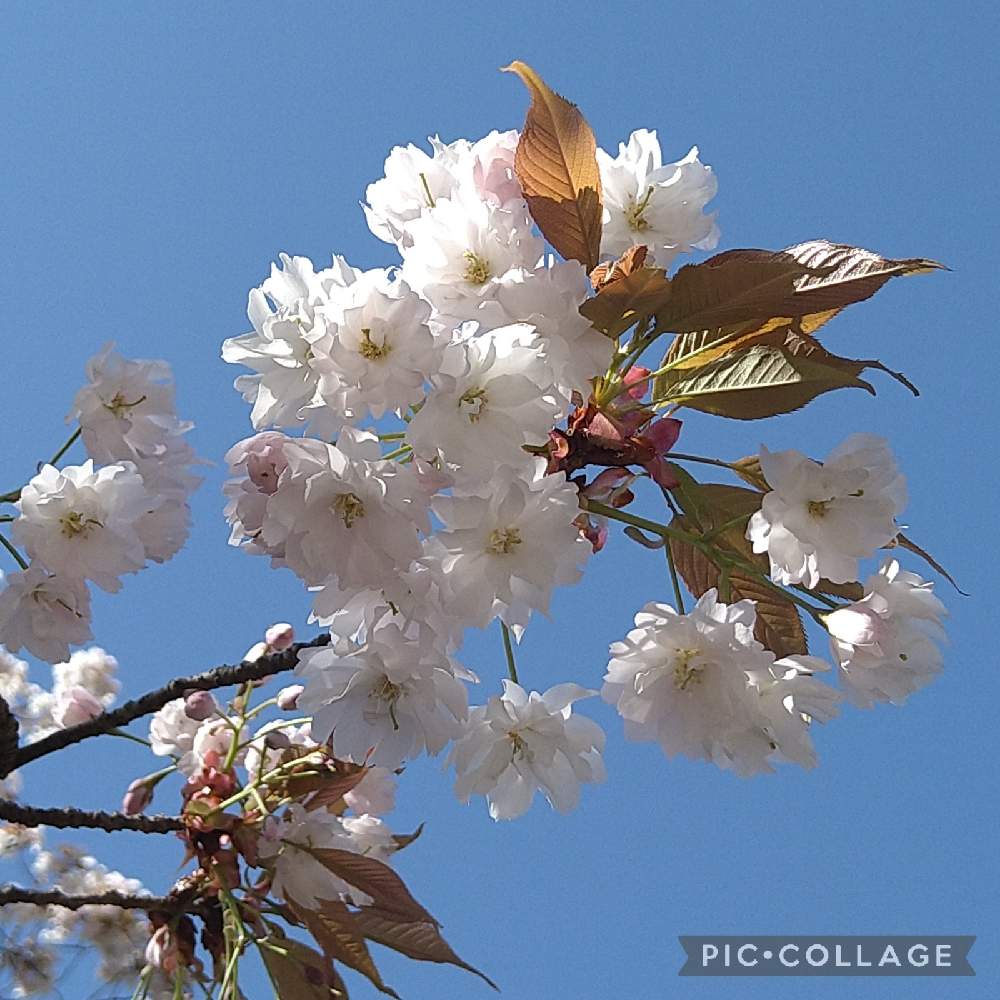 国の天然記念物の投稿画像 By Flowerloveさん 山桜 とヤマザクラ と八重の山桜とヤマザクラとお出かけ先と国の天然記念物と山桜 とヤマザクラ と八重の山桜 22月4月7日 Greensnap グリーンスナップ Greensnap グリーンスナップ 国の天然記念物の投稿画像 By Flowerloveさん 山桜 とヤマザクラ と八重の山桜とヤマザクラとお出かけ先と国の天然記念物と山桜 とヤマザクラ と八重の山桜 22月4月7日 Greensnap グリーンスナップ Greensnap グリーンスナップ