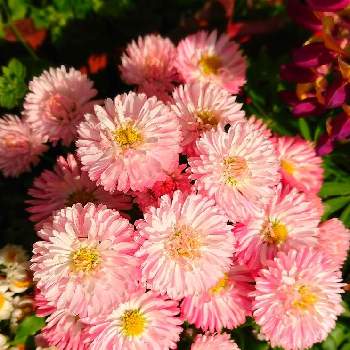 チロリアン・デージーの画像 by RIE♥️さん | 小さな庭とチロリアン・デージーとGood morningと大渋滞と初心者と満開と癒しとピンク❤︎ピンクとおうち園芸とピンクと可愛いと花のある暮らしとデージー☘️とおしくらまんじゅう