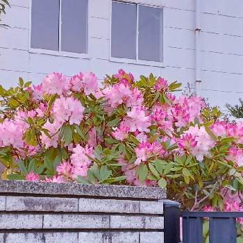 通り道のお宅の庭の画像 by m＆oさん | お出かけ先と石楠花の花と仕事帰りにと通り道のお宅の庭