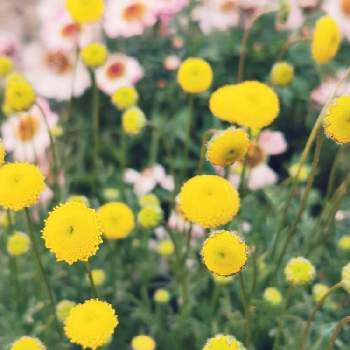 はなほたるの投稿画像一覧 Greensnap グリーンスナップ