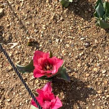 チューリップ おやゆび姫の投稿画像一覧 Greensnap グリーンスナップ