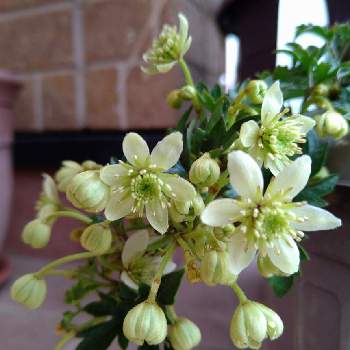 グリーンの花の画像 by ローリエさん | 玄関とクレマチス ピクシーとプランターとおうち時間と咲きましたとグリーンの花と鉢植えと小さいはなとかわいい