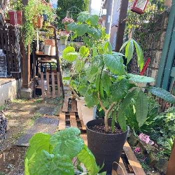 柏市の画像 by rabeさん | 小さな庭とフィカスウンベラータとパキラとアスパラガスと観葉植物とiPhone撮影と柏市