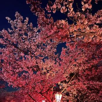もう春ですねの画像 by なおさん | お出かけ先とソメイヨシノと自然観察と木の花と花いろいろともう春ですね