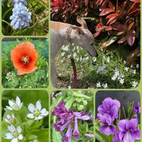 ハナニラ,スミレ,ナガミヒナゲシ,ムスカリ,ムラサキケマンの画像