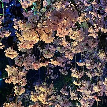 もう春ですねの画像 by なおさん | お出かけ先と枝垂れ桜ともう春ですねと公園と平地でと花いろいろと木の花と花のある暮らしと自然観察