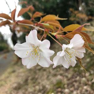 ヤマザクラ,可愛い〜♡,白い花,花のある暮らし,さくら 桜 サクラの画像