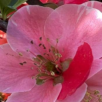 木瓜の花の画像 by オシャレさんさん | お出かけ先と木瓜（ぼけ）の花とお散歩道と春の訪れと木瓜の花とはなのある暮らしとかわぃぃ。とピンク色の花