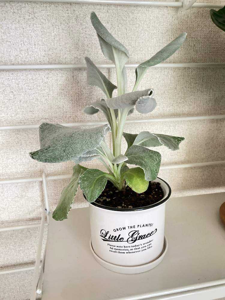 セネシオ エンジェルウイングスの剪定 完結 Greensnap グリーンスナップ