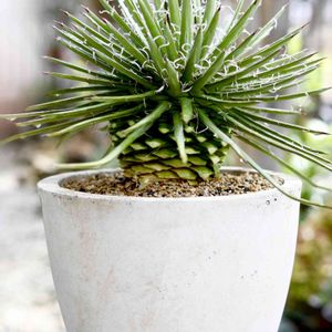 Agave filifera subsp. schidigera,毎月7日はアガベの日,車庫の画像