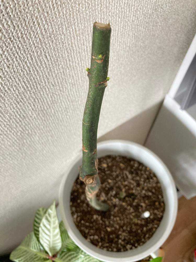 波瀾万丈】パキラミルキーウェイの記録｜🍀GreenSnap（グリーンスナップ）