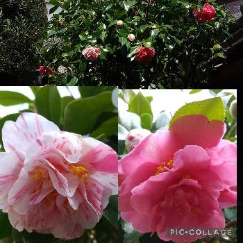 椿　つばき　ツバキの画像 by minminさん | 小さな庭と赤い椿の花とMIN倶楽部と可愛い花とおうち園芸と椿　つばき　ツバキと白い椿に赤花と春です 土筆です❣️と接ぎ木と青空と椿・つばき咲く春