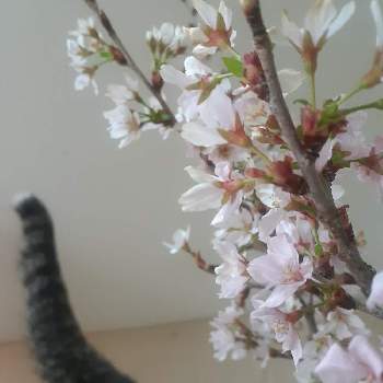 啓翁桜の画像 by くろのわーるんさん | 部屋とさくら サクラ 桜と啓翁桜と猫好きと猫と暮らす