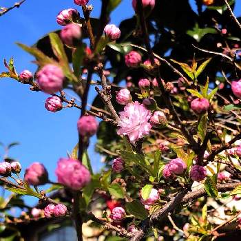 美しい緑の画像 by こごみさん | 庭桜と世界が平和でありますようにとお花大好き♡といつもありがとう♡と癒しとおひさま大好きと花のある生活と戦争反対と今日も楽しい一日でありますようにと花のある暮らしとみんな笑顔にな〜れと美しい緑