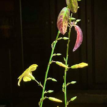 雲南月光花の投稿画像一覧 Greensnap グリーンスナップ