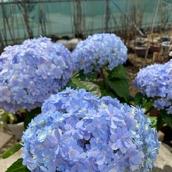 春よ来いの画像 by 一人静さん | 小さな庭とアジサイと北海道からと癒されてと花いろいろと花のある暮らしと春よ来い