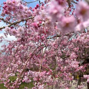 美しい景色の画像 by ひみつのアッコちゃんさん | 枝垂れ桜と可愛い花と花のある生活と美しい花と元気な花と❤️桜リレー♬と大好きな花と足柄ふれあい公園と美しい景色と花を見る喜びと私のお気に入りと地植えの花と春を告げる花
