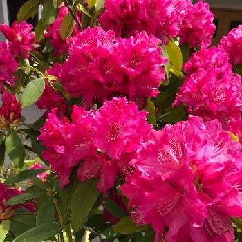 西洋シャクナゲ❗️の画像 by みなちゃんさん | 小さな庭と昨年の石楠花と花木とピンクの花と西洋石楠花と西洋シャクナゲ❗️