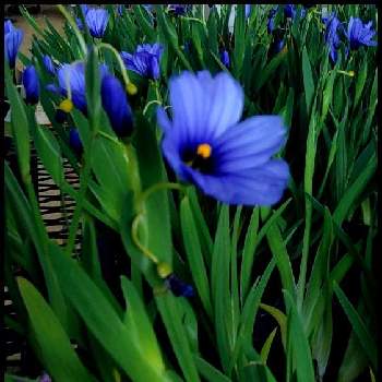 Blueの画像 by 夢遊歩人ꕤTOTOROGAOꕤさん | お出かけ先とニワゼキショウ･シシリンチュウムとyu ＆ゆうクラブとBlueFlowerlove❣と山野草好きと青いお花とガーデニング♥と幸せの青いお花と#  山野草とお散歩写真と私の好きな色の花といつも心に太陽をと笑顔配達人♡と平和を願う☆と山野草マニアと明日はきっと良い日になると森の負けないぞ❗️と武器よ　さらばꕤと＃花友と＃花が好きと青い花大好きとBlue