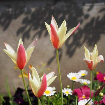 可愛らしい♪の画像 by サクラコ❀︎*さん | 小さな庭と癒されます♡と熊本からと原種チューリップ♪と綺麗だね～♡と癒しのピンクと素敵な１日を✧︎*。とお庭の花たちと可愛らしい♪と庭の花たち**と綺麗♪といいね♡ありがとう