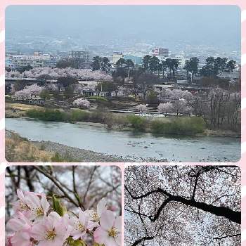 加工アプリ使用ですの画像 by MIRUMOさん | お出かけ先とさくら サクラ 桜と好きな色とStop the war！と癒しと応援花❤️と❤️M.family❤️と桜(さくら)リレーと❤️桜リレー♬と可愛いと花のある暮らしと加工アプリ使用ですと頑張れ❗️日本